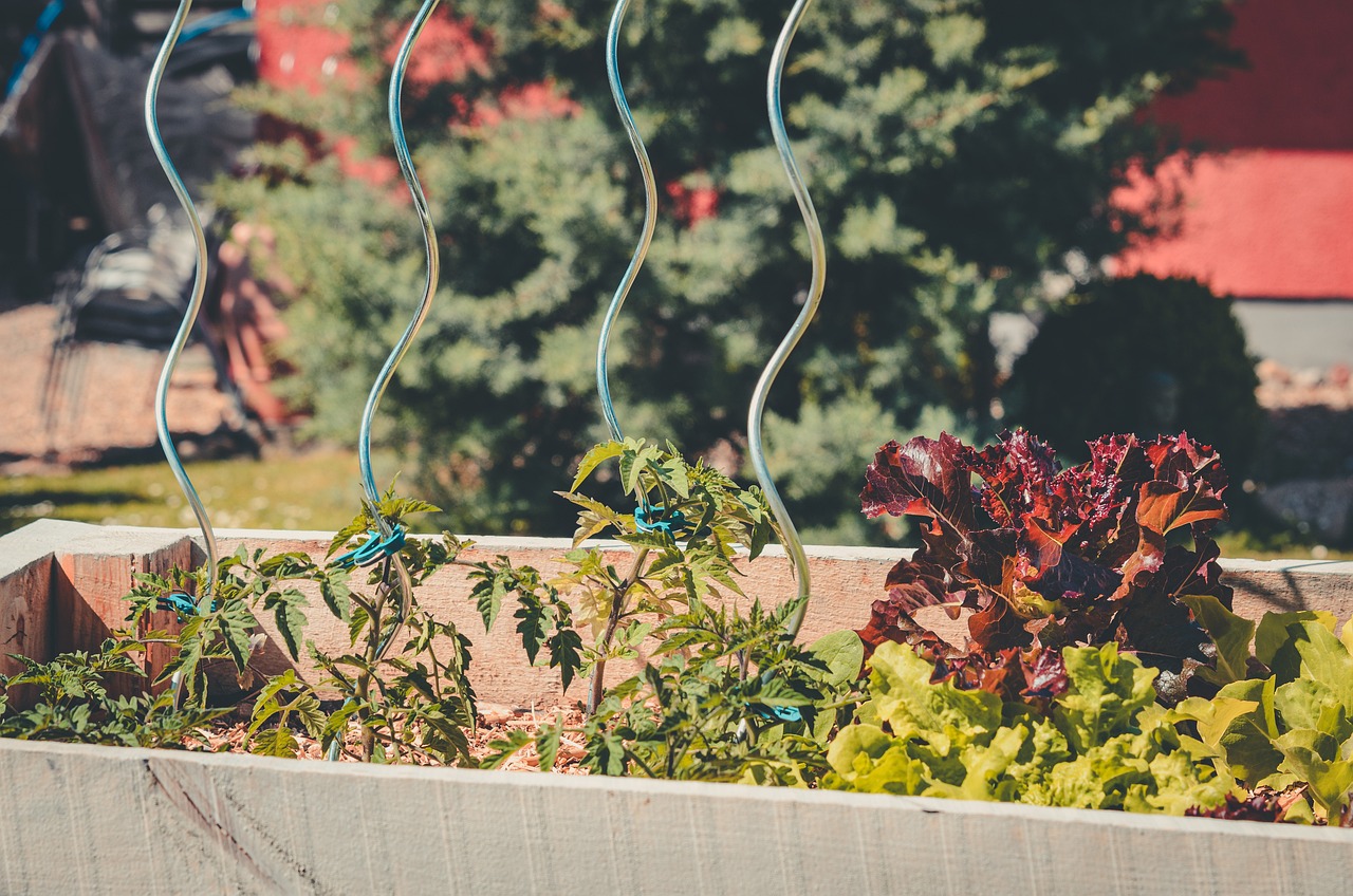 self-cultivation, salad, vegetable